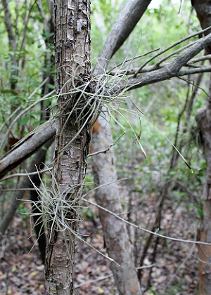 Tillandsia recurvata