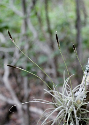 Tillandsia recurvata