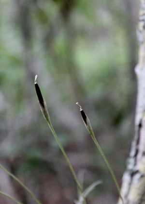 Tillandsia recurvata