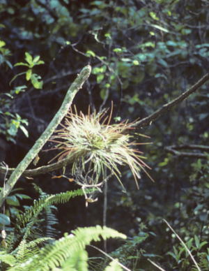 Tillandsia setacea