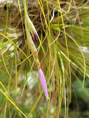 Tillandsia setacea