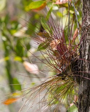 Tillandsia setacea