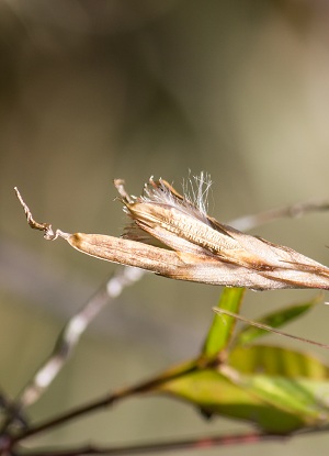 Tillandsia setacea