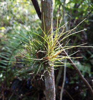 Tillandsia setacea