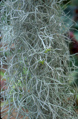 Tillandsia usneoides