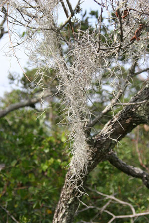 Tillandsia usneoides