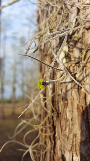 Tillandsia usneoides