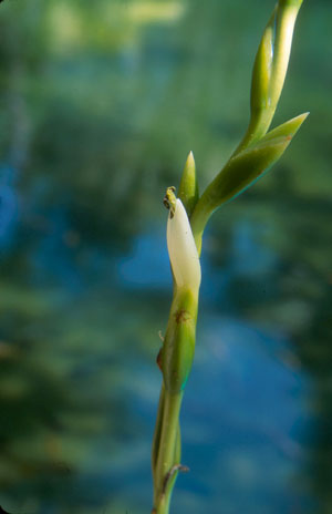 Tillandsia utriculata