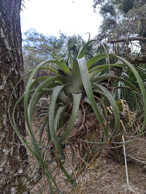 Tillandsia utriculata