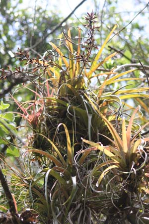 Tillandsia variabilis