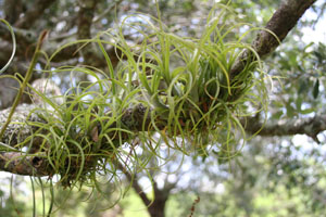 Tillandsia variabilis