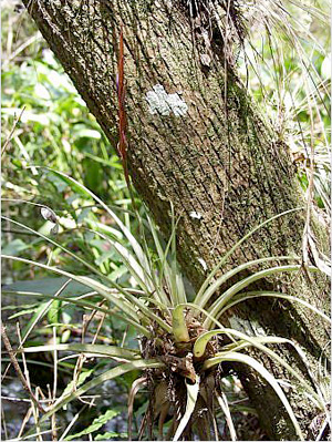 Tillandsia variabilis