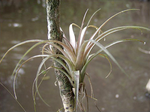 Tillandsia variabilis