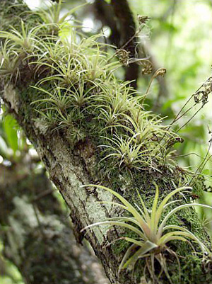 Tillandsia variabilis