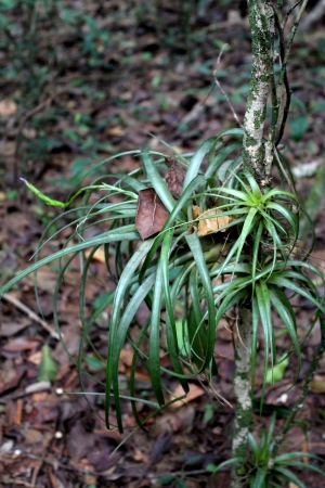 Tillandsia variabilis