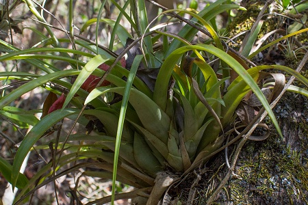 Tillandsia variabilis