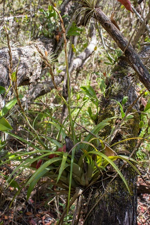 Tillandsia variabilis