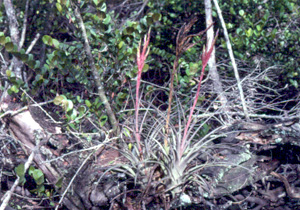 Tillandsia x smalliana