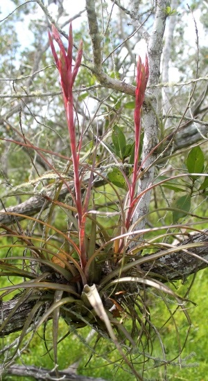 Tillandsia x smalliana