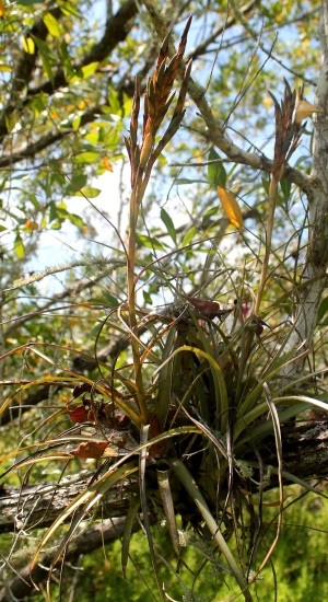 Tillandsia x smalliana