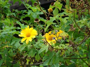 Tithonia diversifolia