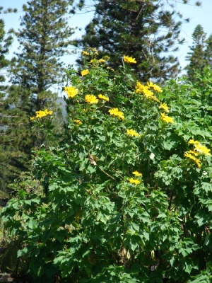 Tithonia diversifolia