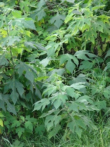 Tithonia diversifolia