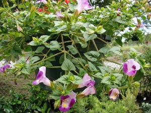 Torenia fournieri