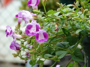 Torenia fournieri