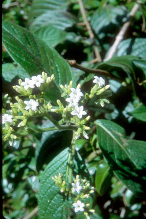 Tournefortia hirsutissima