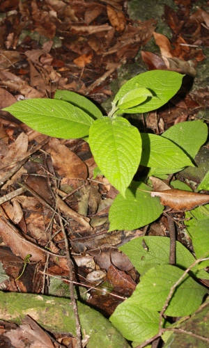 Tournefortia hirsutissima