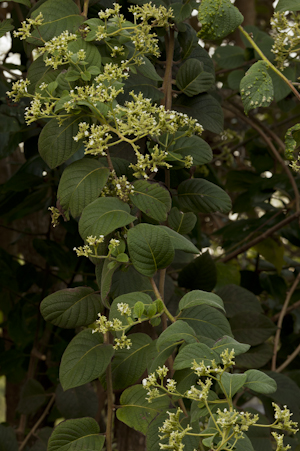 Tournefortia hirsutissima