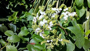 Tournefortia hirsutissima