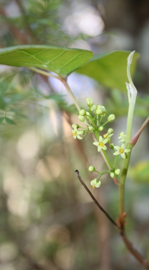 Toxicodendron radicans