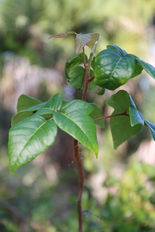 Toxicodendron radicans