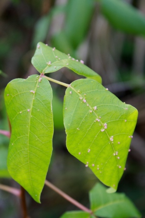 Toxicodendron radicans