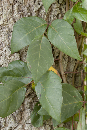 Toxicodendron radicans