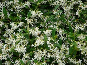 Trachelospermum jasminoides