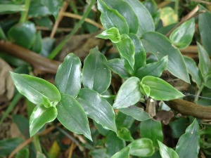 Tradescantia fluminensis