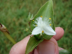 Tradescantia fluminensis