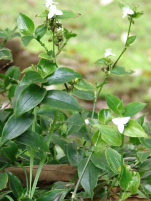 Tradescantia fluminensis