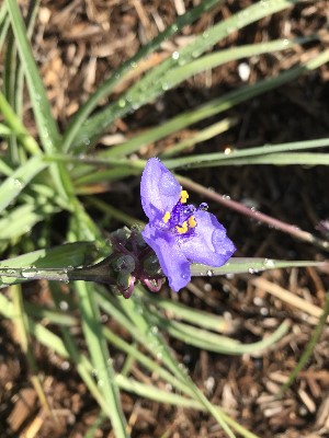 Tradescantia ohiensis