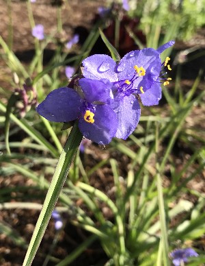 Tradescantia ohiensis