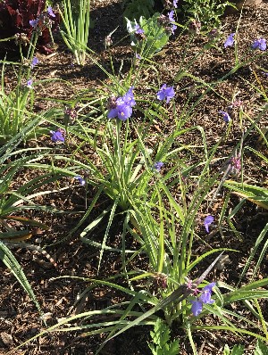 Tradescantia ohiensis