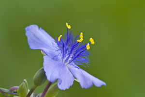 Tradescantia ohiensis