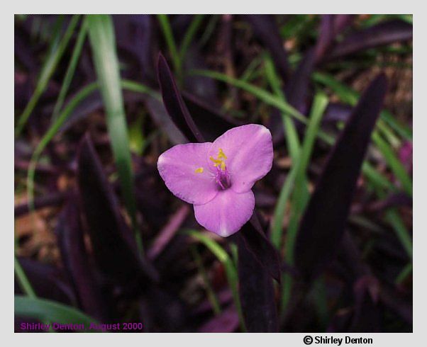 Tradescantia pallida