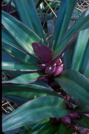 Tradescantia spathacea