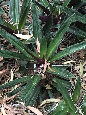 Tradescantia spathacea