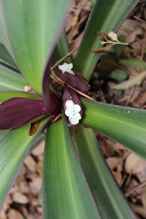 Tradescantia spathacea