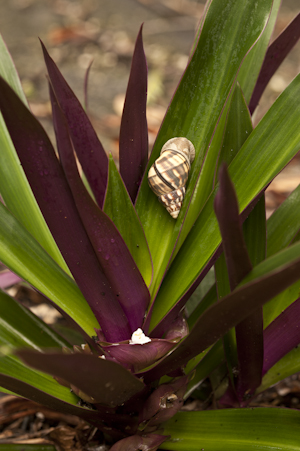 Tradescantia spathacea